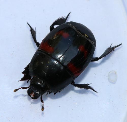 Hister quadrimaculatus